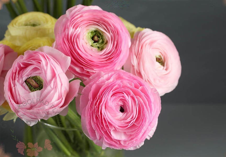 گل‌های تازه، نگهداری آسان
