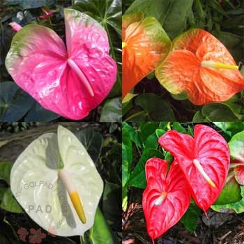 گل آنتریوم Anthurium flower