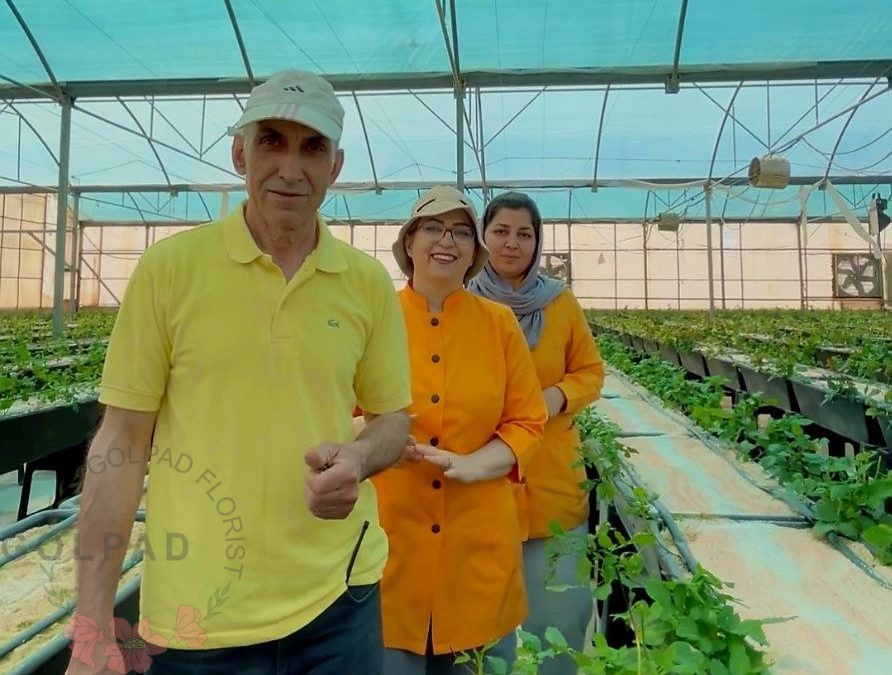 کشت هیدروپونیک